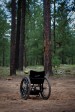 wheelchair-forest