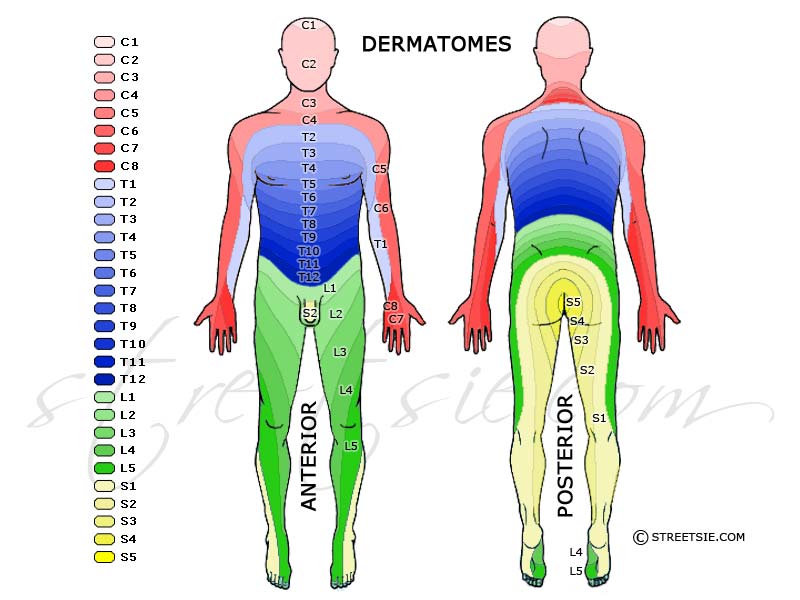 dermatomes leg