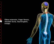 interactive-spine-msc