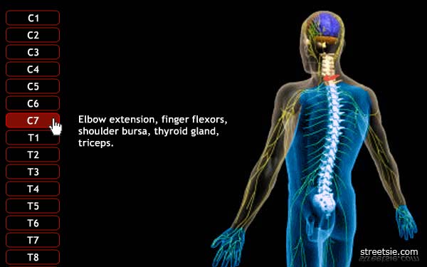 Spinal Cord Injury Explained