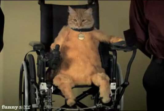 Handicap Bathroom Comedy funny disability quotes sayings pictures Handicap Bathroom Comedy funny disability quotes sayings pictures